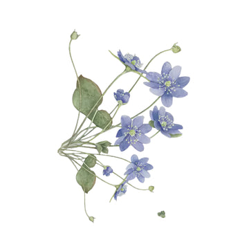 Tea Towel: Anemone