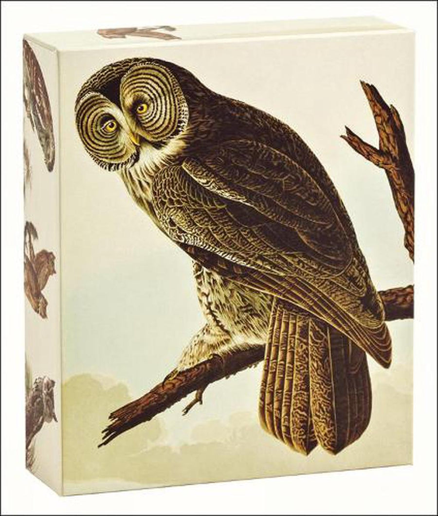 Card Set (Boxed): Audubon Owls