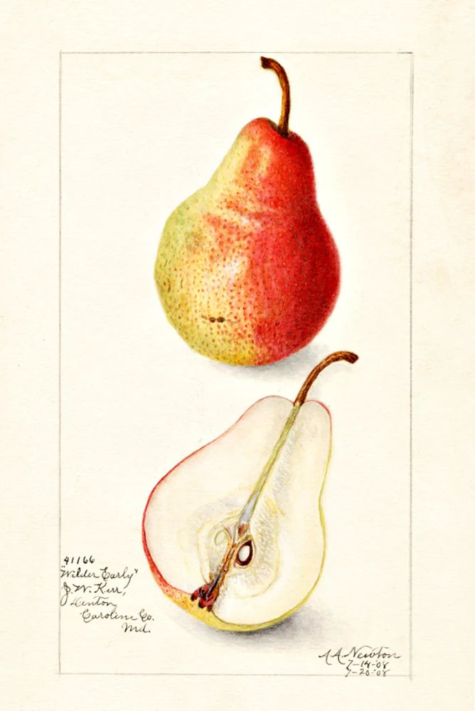 Orange & Clove Scented Sachet: Pyrus
