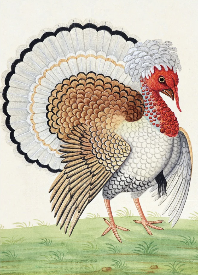 Card Set (Pack): A Splendid Turkey