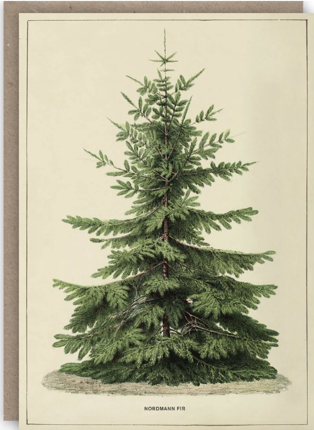 Card: Nordmann Fir