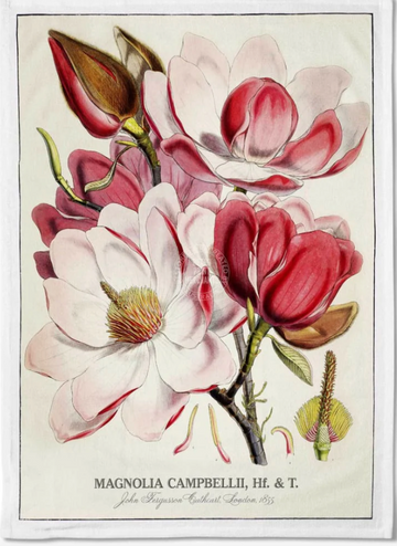 Tea Towel: Magnolias