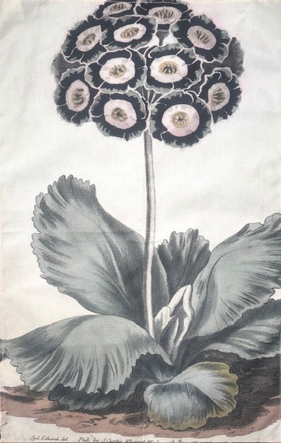 Tea Towel: Auricula