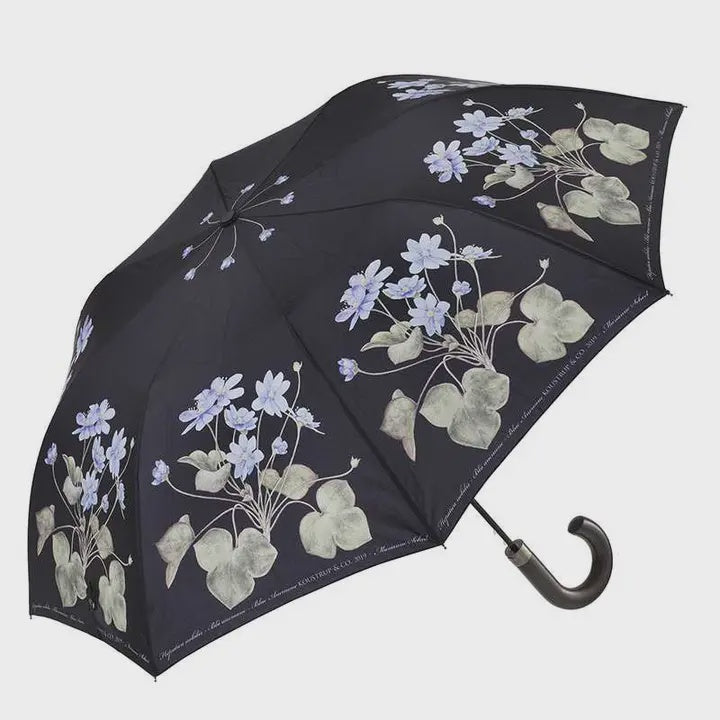 Umbrella: Anemone