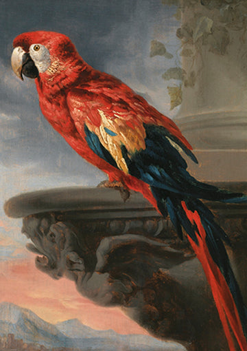 Card (The Courtauld): Peter Paul Rubens Parrot