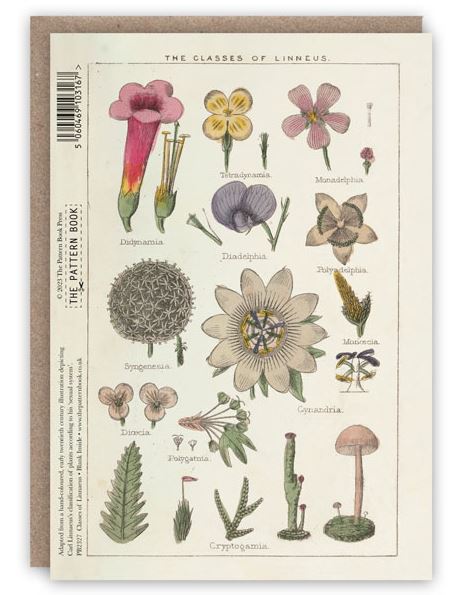 Card (The Pattern Book): Classes of Linnaeus