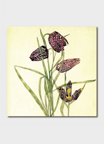 Card (Charles Rennie Mackintosh) :  Fritillaria