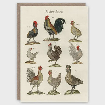 Card (The Pattern Book): Poultry Breeds