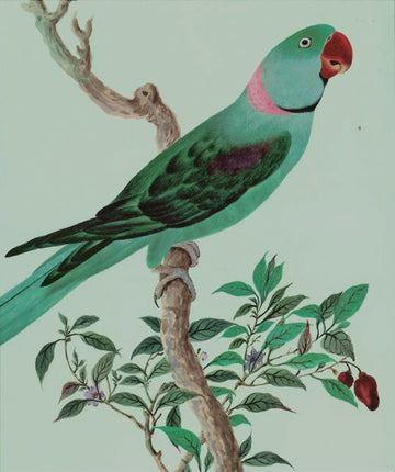 Card: Rose Ringed Parakeet