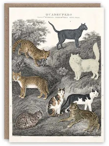 Card (The Pattern Book): Cats