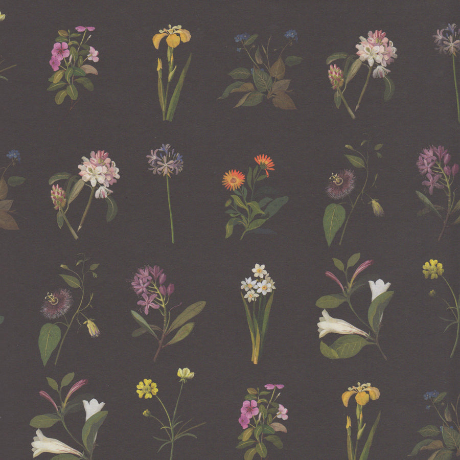 Tissue Paper (Mary Delany): Illustrations of flowers
