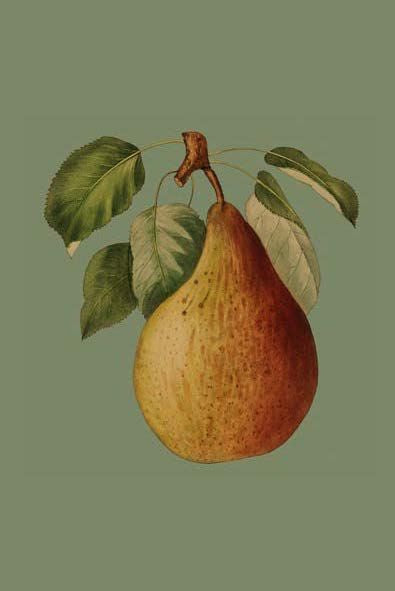 Card: Pear