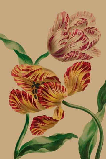 Card: Two Tulips