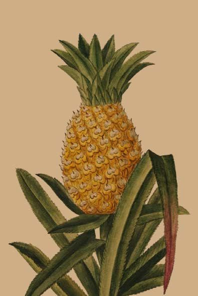 Card: Pineapple Plant
