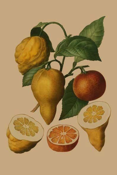 Card: Citrus Fruit