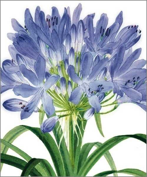 Card (Walter Hood Fitch): Agapanthus, Lily of the Nile