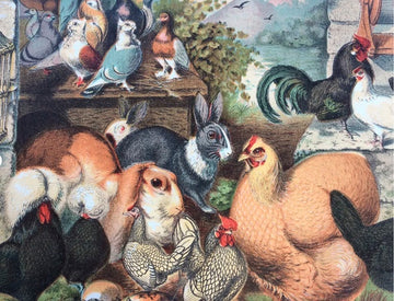 Card (Madame Treacle): Rabbits Pigeons & Hens
